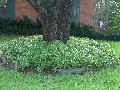 Japanese Ardisia / Ardisia japonica 